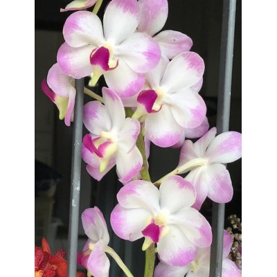 238 - Aeridovanda Luang Prabang - Vandario Mokara