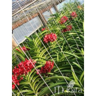 514 - Vascostylis Roll on Red