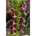 911 - Floração e enraizamento para Orquídeas (10-52-10) 500ml