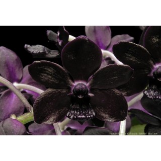 541 - A Vanda Negra 
