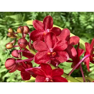 514 - Vascostylis Roll on Red